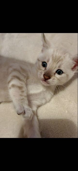 Pisica bengal alb , ochi albaștri