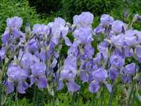 Bulbi de iris (stânjenel) ieftin