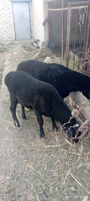 Qo'chqorlar sotiladi