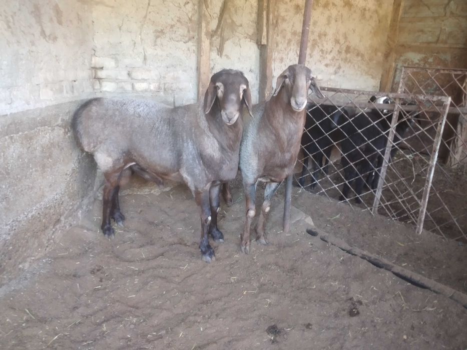 Кучкор сотилади..