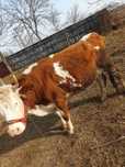 Manji si vaca de vanzare