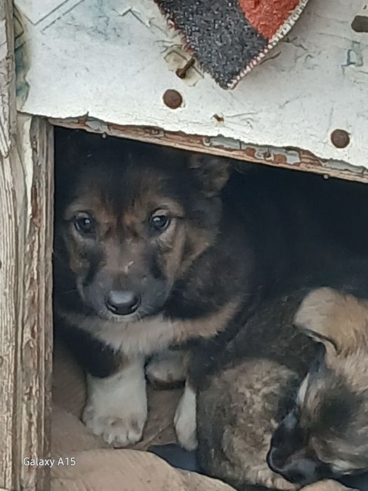 Щеночки ищут себе дом