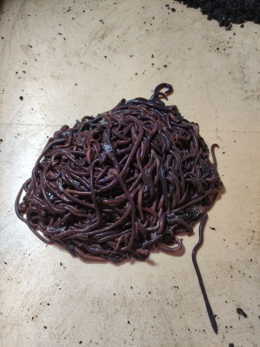 Продам червя для истинных рыбаков