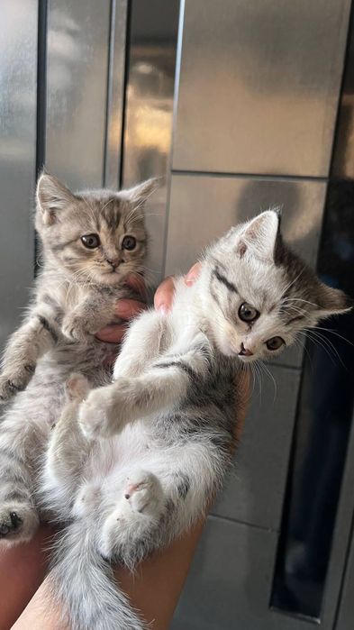 Британские скоттиш страйты