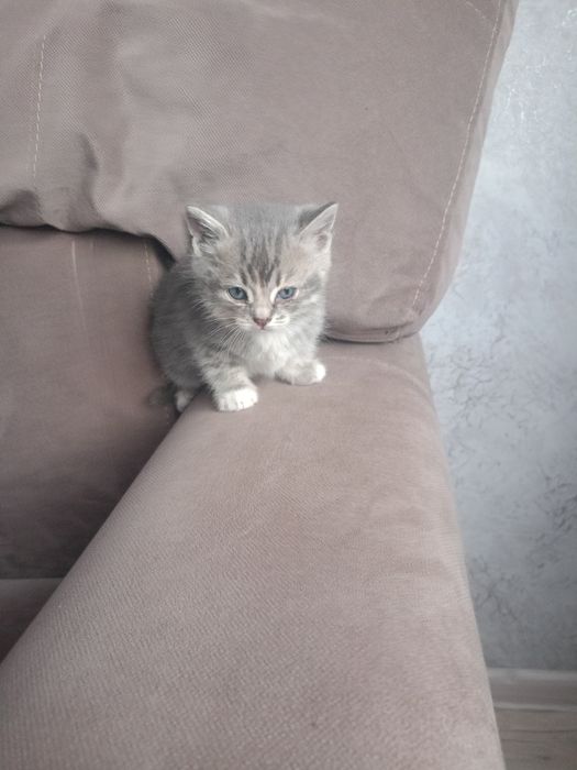 Отдам британцев бесплатно