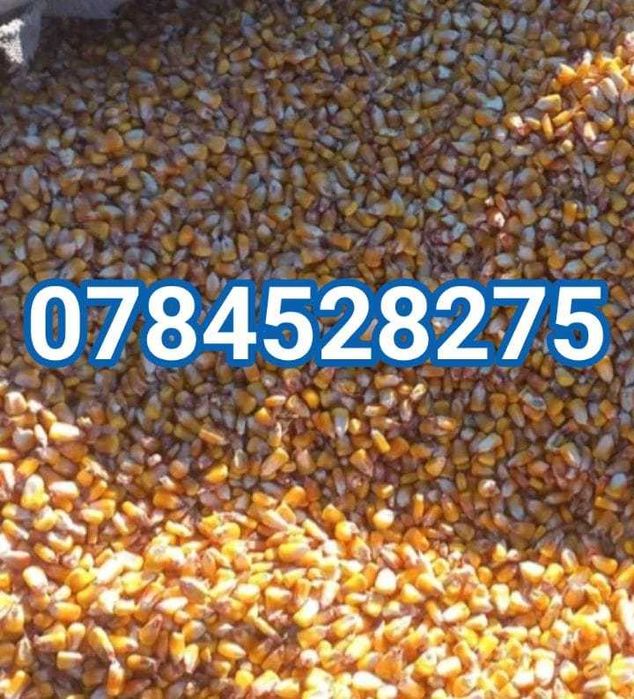 Porumb boabe recolta 2025