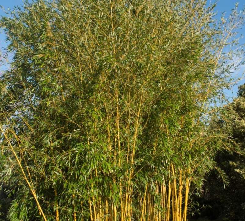 Bambus auriu , verde, negru , Plante Exotice, Palmieri, Maslini, Cycas