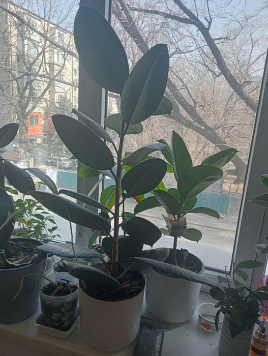 Продам Фикус. В хорошем качестве.