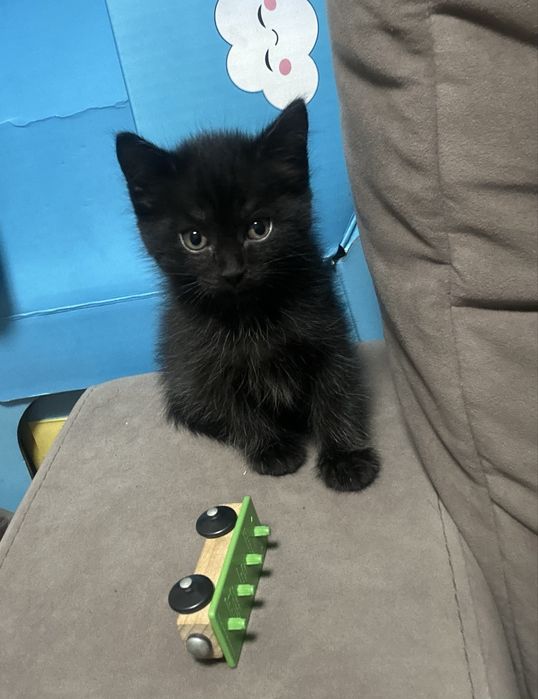 Отдам котят в хорошие руки