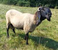 Berbec sârbesc 4 ani sau schimb cu capre