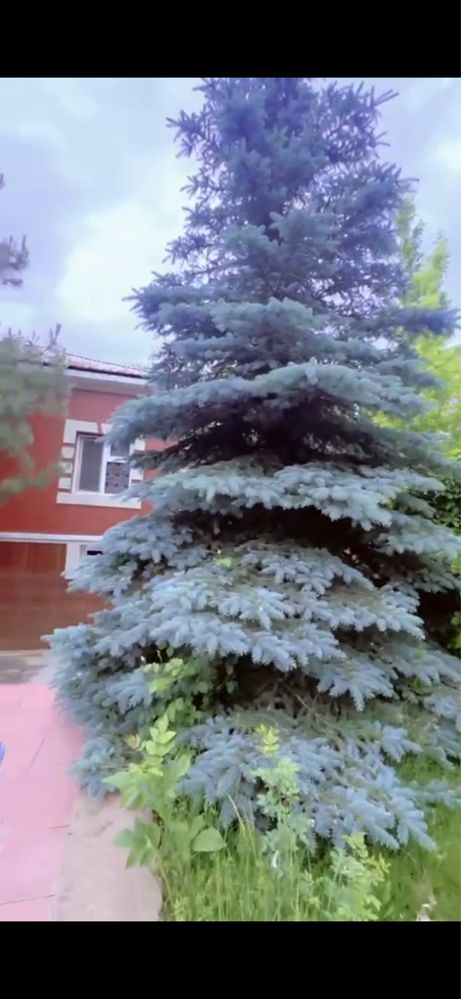 Сдаётся Дача в Чимгане