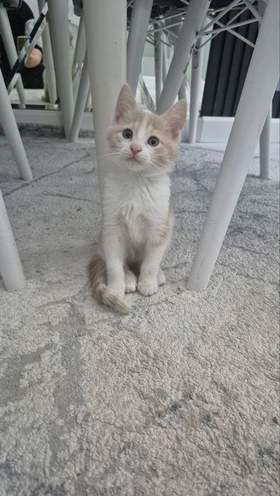 Отдам котят в добрые руки ,2 мальчика и девочка ,2 месяца очень милые