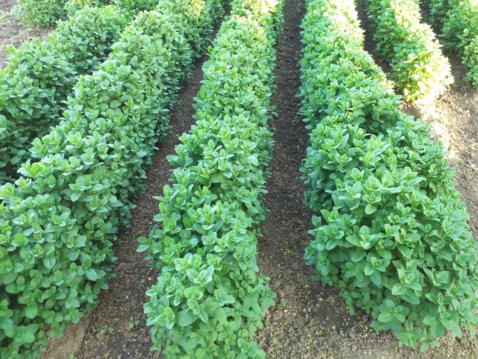 Menta olandeza fresh.