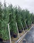 Super oferta ! Leylandii