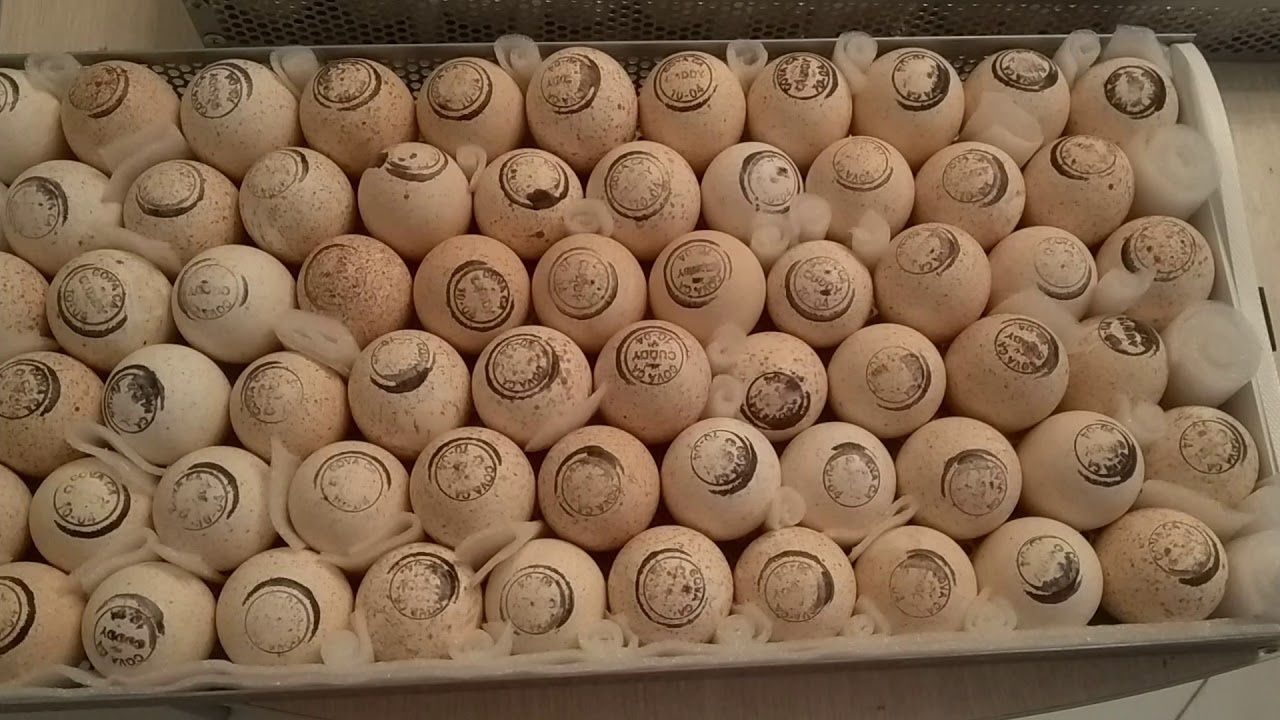 Инкубационное яйцо индейкиБИГ6 Хайбрид Конвертер 14000