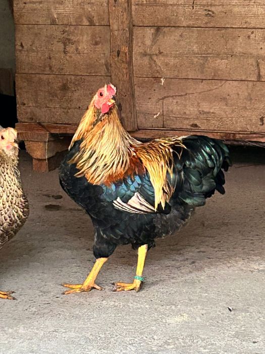 Wyandotte pitic orange