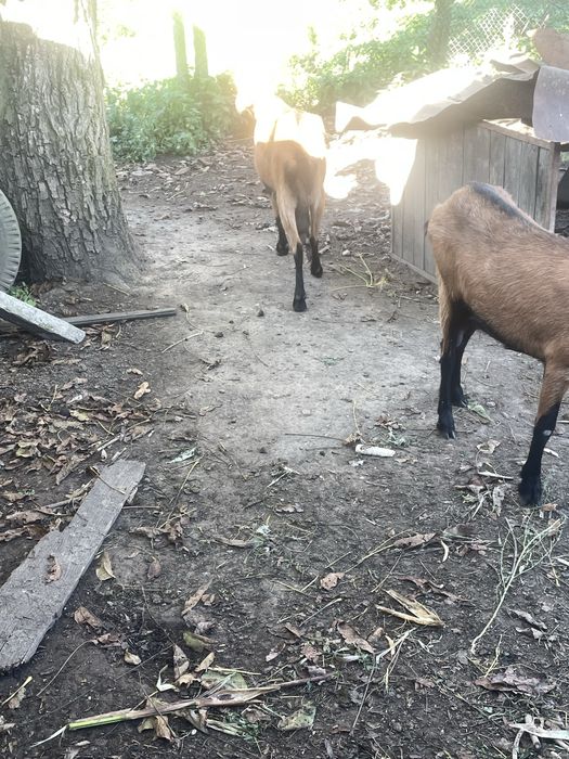 Capra Alpina Franceza