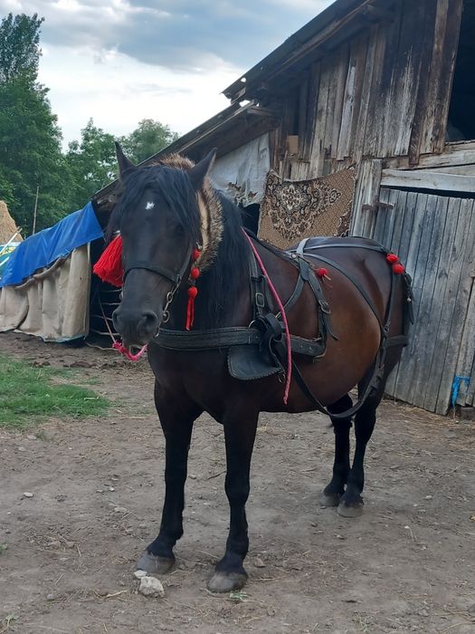 Vând iapă vârstă 8 ani