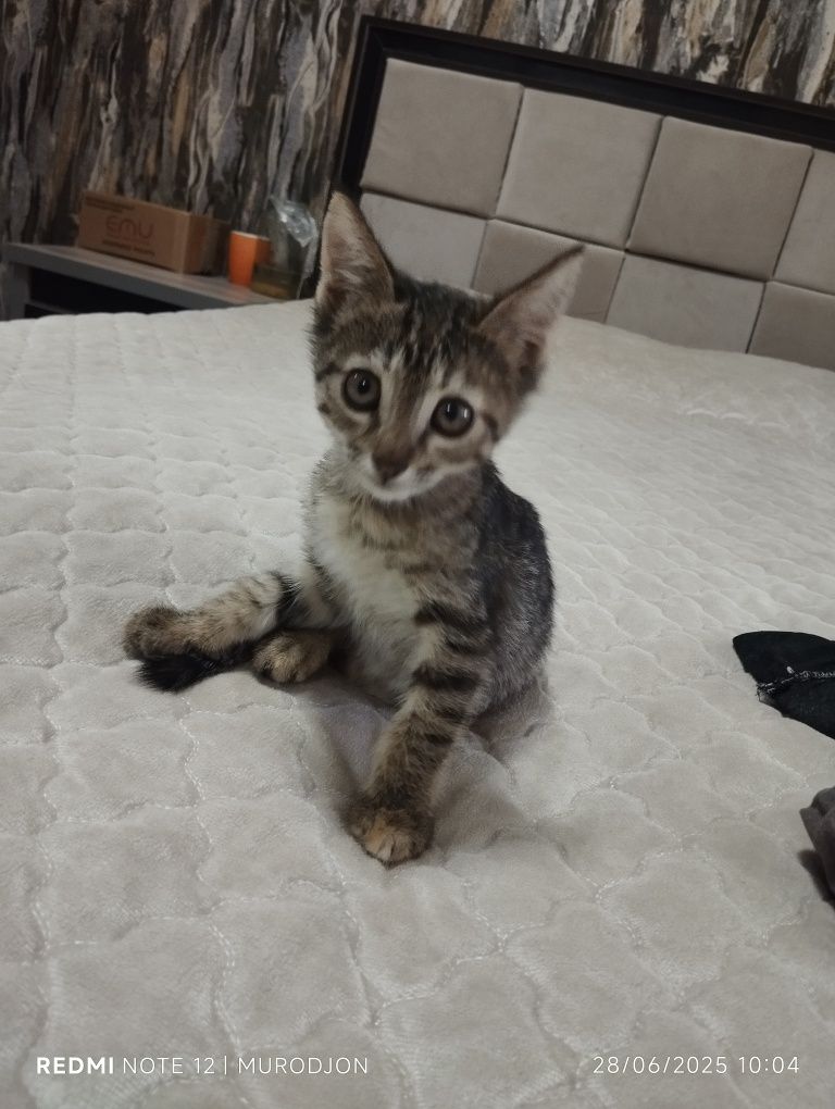 Yarim zotdor turetskiy mushuklar 2ta qoldi 2ta qiz