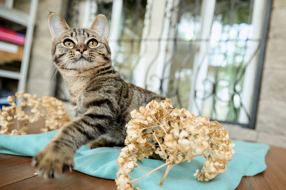 Миниатюрная умная кошечка, 6 месяцев