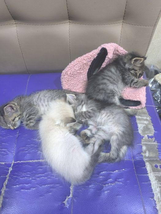 Добрые котята в добрые руки