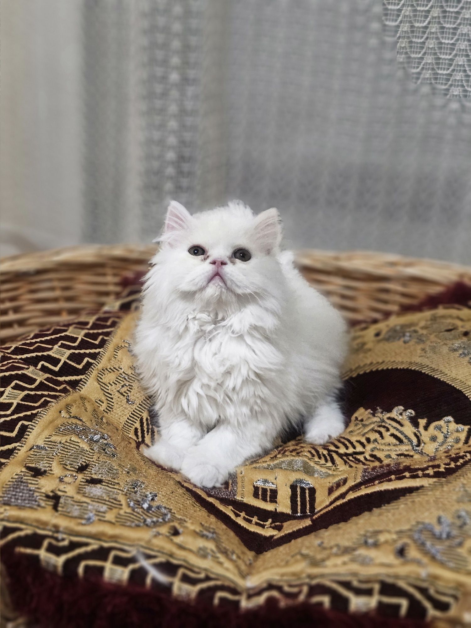 Мъжко персийско коте