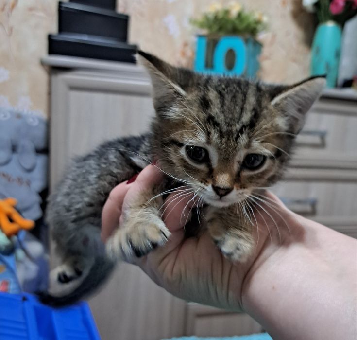 Ищем дом крошка котенок