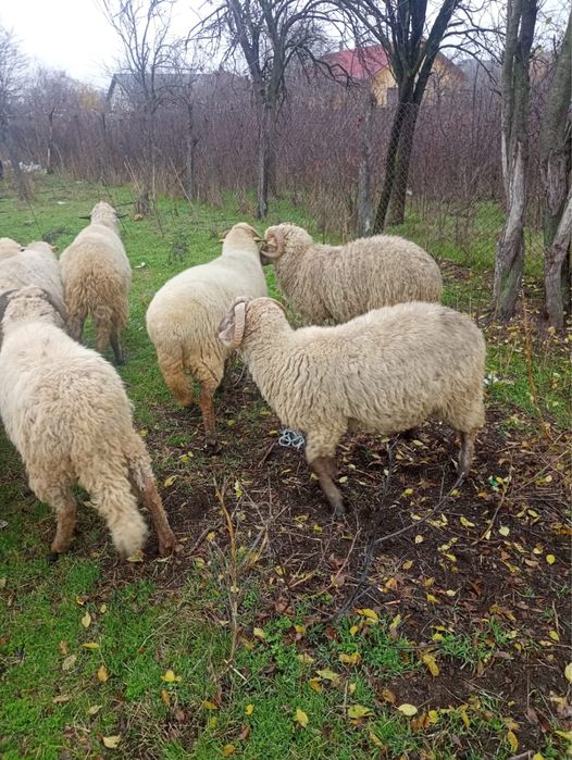 Vand          carlani