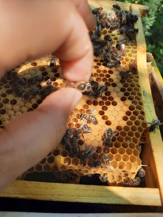 Carnica carpatina buckfast vsh familii albine regine roiuri  stupi roi