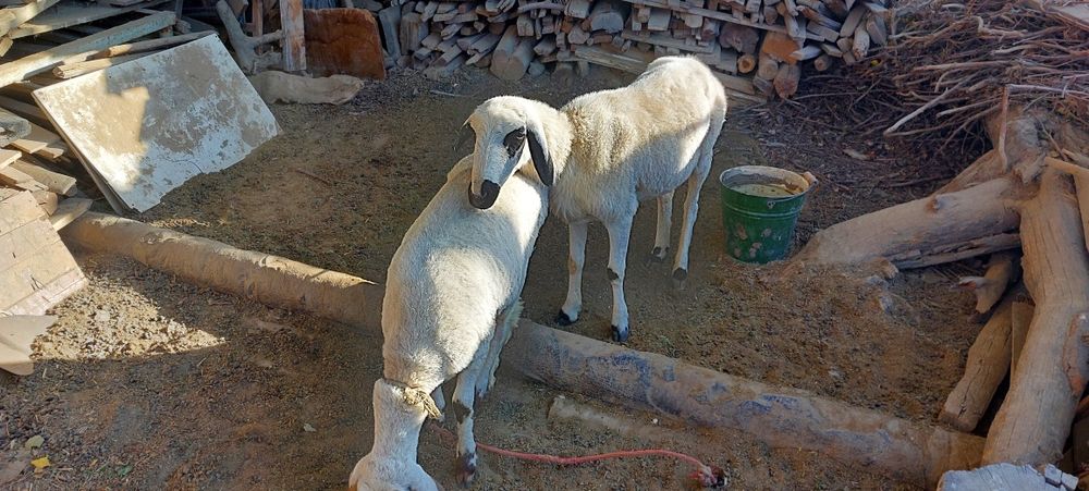 Qo'ylar sotiladi
