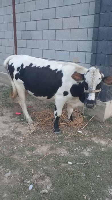 Корова домашние животные