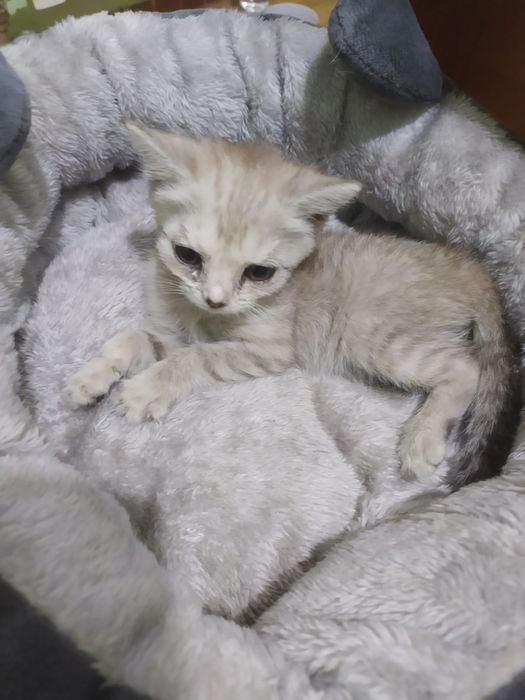 Котята породистые