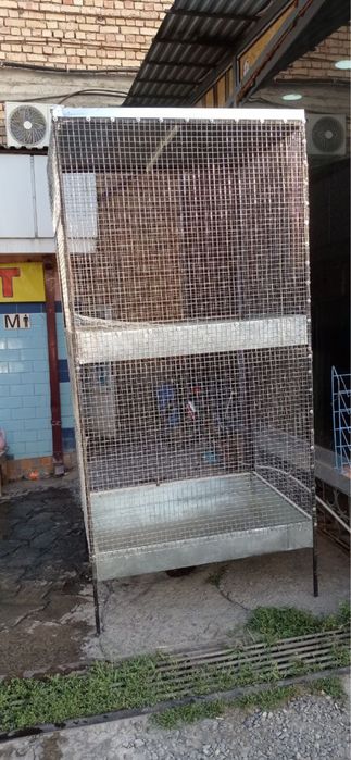 Katak qushlar totilar uchun