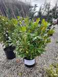 Plante ornamentale