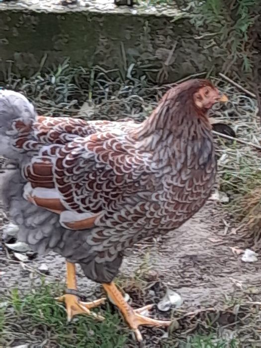 Gaini wyandotte de vanzare