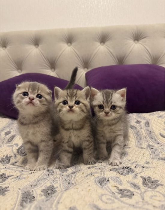 Шотландские котята в продаже