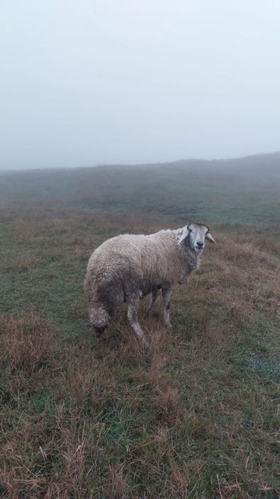 Berbec de sămânță de vânzare mai multe detalii la nr de tf