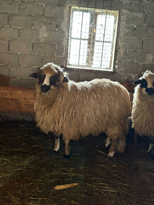 Vand berbecut din primavara