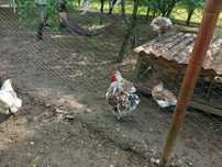 Gaini wyandote 3 culori