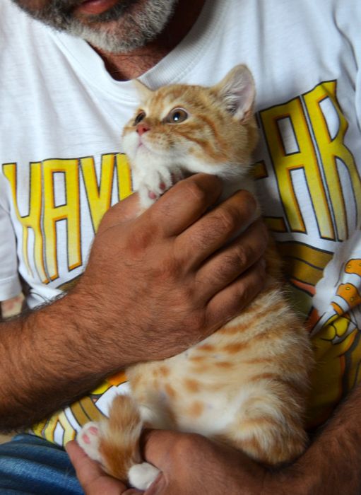 Pisicuț British Shorthair