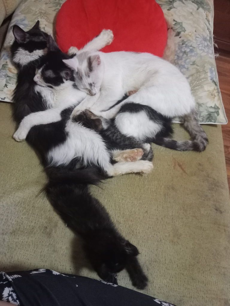 Pisici care își caută familie