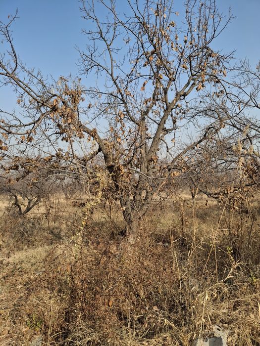 Урик утин сотилади