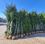 Leylandii 2.5m- 3m gard viu / calitate premium/ gazon rulou sport
