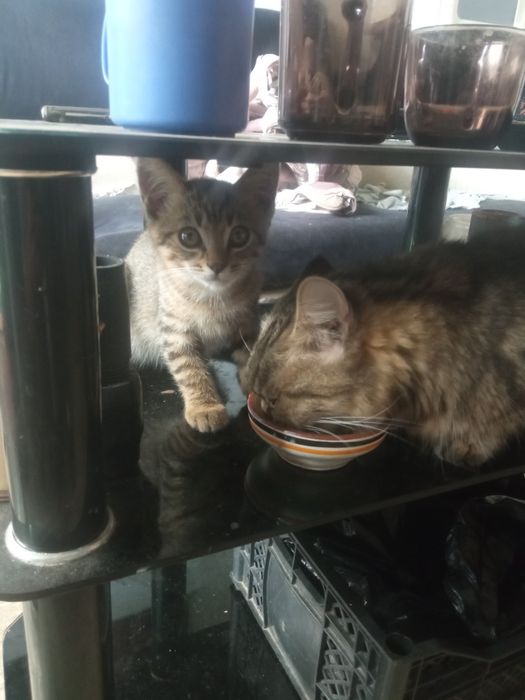 Продаётся котёнок