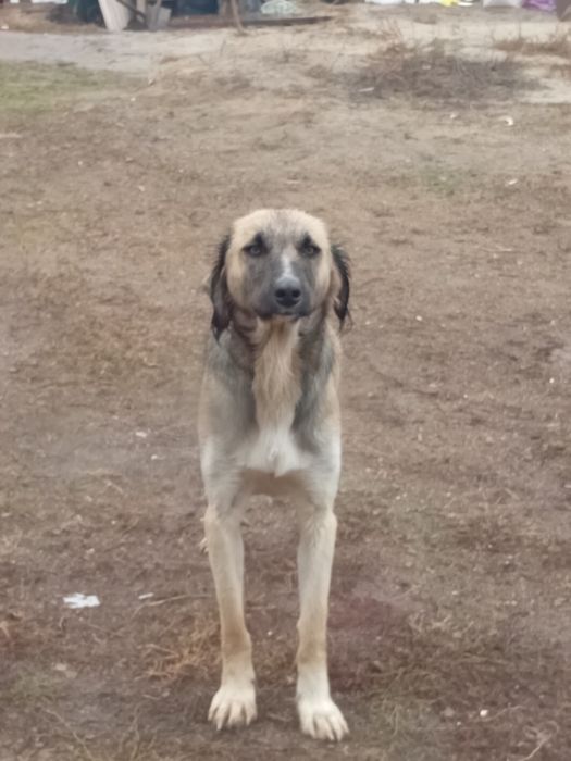 Продаются русская борзая