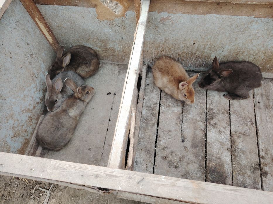 Quyonlar sotiladi 3.5 oylik