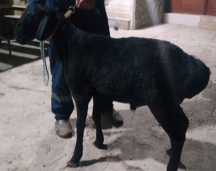 Arzon GAVDASI KATTA Semiz Xonaki Qora Qochqor sotiladi