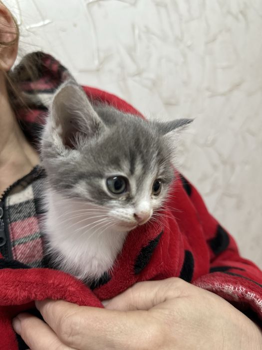 Котенок в хорошие руки