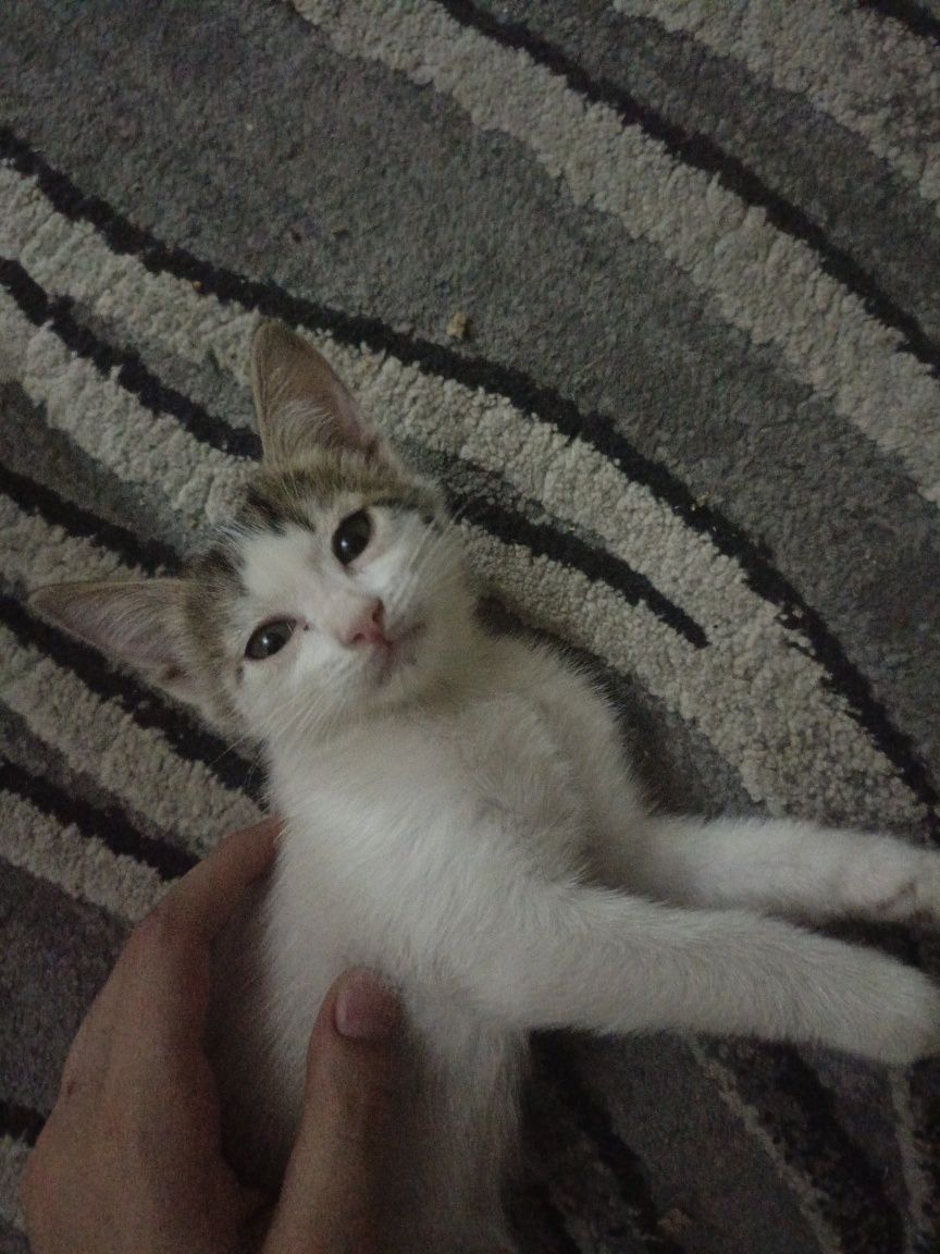 Котята отдам в хорошие руки