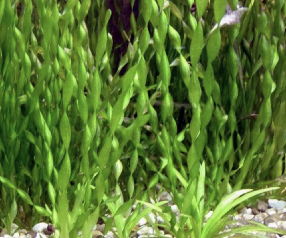 Аквариумная трава валлиснерия роголистник криптокарина